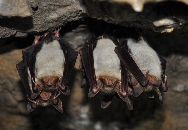 three bats hanging upside down in a cave